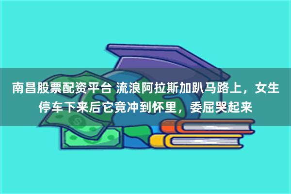 南昌股票配资平台 流浪阿拉斯加趴马路上，女生停车下来后它竟冲到怀里，委屈哭起来